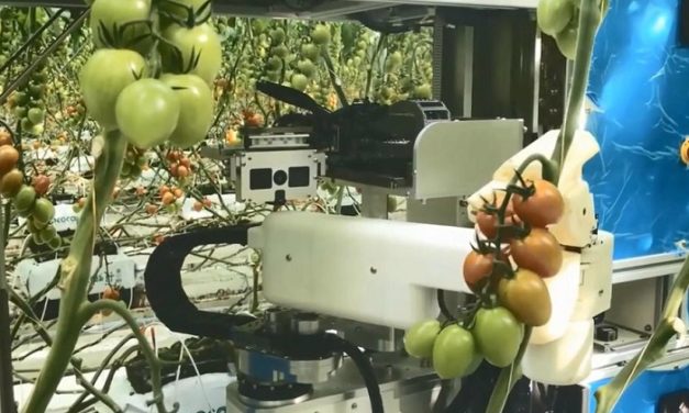 [Vidéo]: Le robot cueilleur de tomates de Panasonic sera disponible sur le marché en 2019