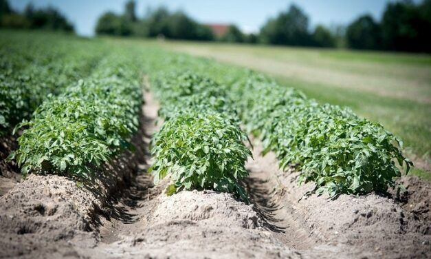 Veragrow, une start-up Normande qui utilise des vers de terre pour produire un engrais 100% naturel